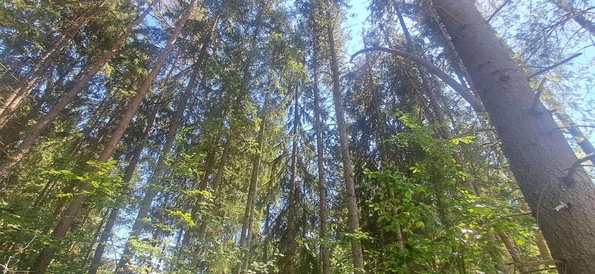 Wald